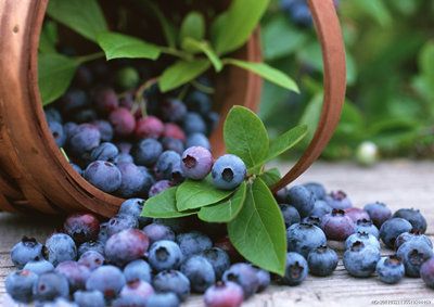 藍莓飲料那里有生產(chǎn)的